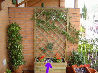 normal_jardinera%20devant%20amb%20Cam_anula%2C%20salvia%20y%20Passifflora.jpg