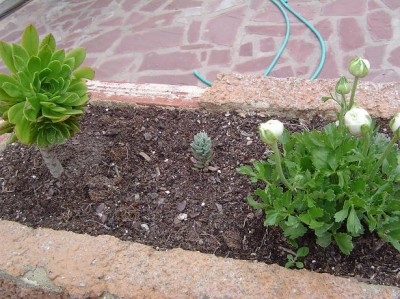 normal_jardinera%20malas%20hierbas%202.JPG
