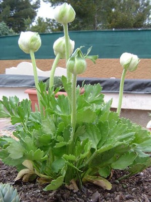 normal_jardinera%20malas%20hierbas%206.JPG