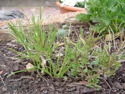 normal_jardinera%20malas%20hierbas%207.JPG