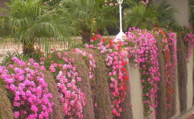 normal_Jardineras.JPG