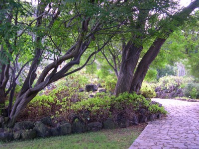normal_JBC---Arbol-paraiso-01-11-0.jpg