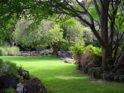 normal_JBC---Arbol-paraiso%2C-vista-.jpg