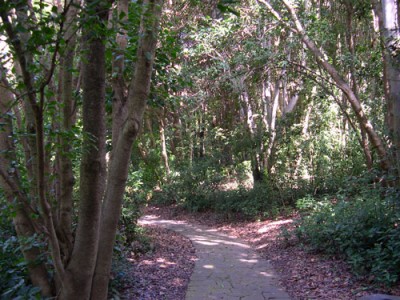 normal_JBC---Bosque-laurisilva-01-.jpg