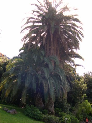 normal_JBC-Palmera-Canaria-01-11-0.jpg