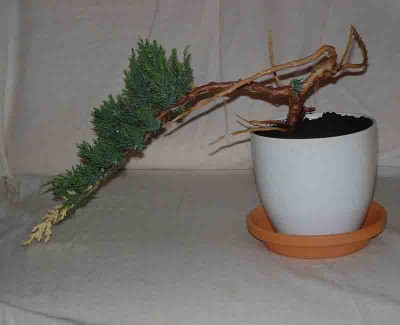 normal_Juniperus%20C%20copia.jpg