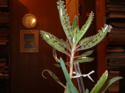 normal_Kalanchoe%20Daigremontiana-madre-1.jpg
