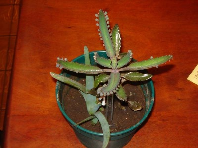 normal_Kalanchoe%20Daigremontiana-madre-2.jpg