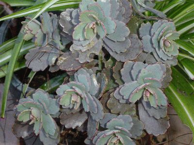 normal_KALANCHOE%20FEDTSCHENKOI%20%28Medium%29.JPG