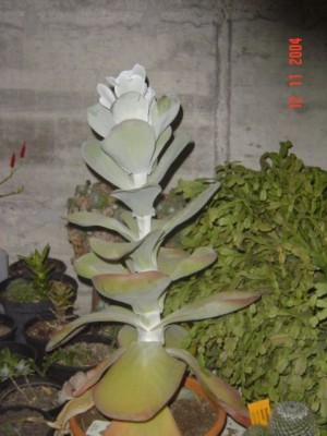 normal_kalanchoe%20grandi.jpg