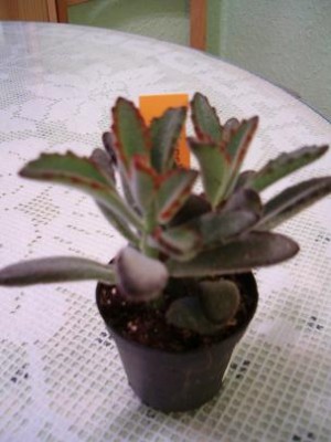 normal_Kalanchoe%7E0.JPG