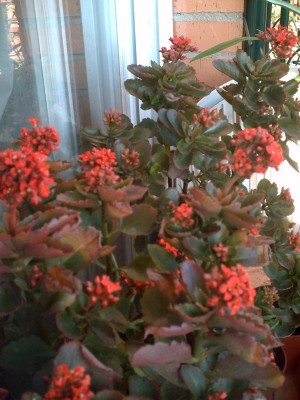 normal_kalanchoes2%7E0.JPG