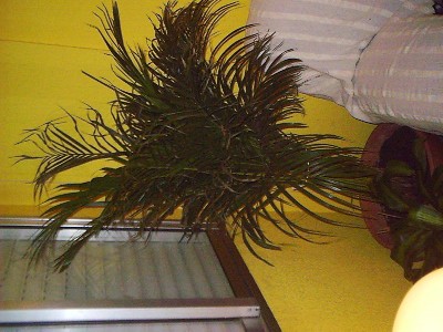 normal_kentya.planta.jpg