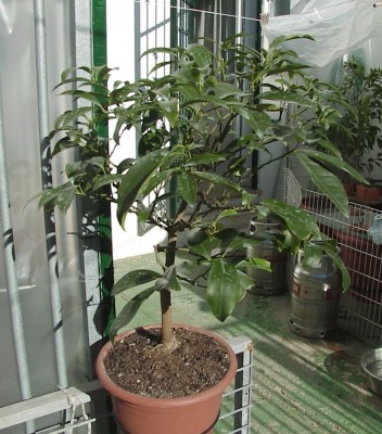normal_kumquat1.jpg