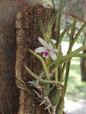 normal_LAELIA%20LUNDII041.jpg