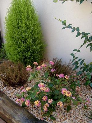 normal_lantana.JPG