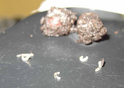 normal_larva-wagne5.jpg