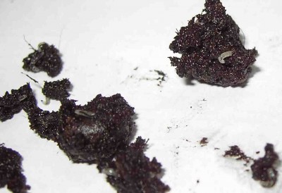 normal_larva3.jpg