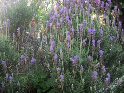 normal_Lavanda%7E0.jpg