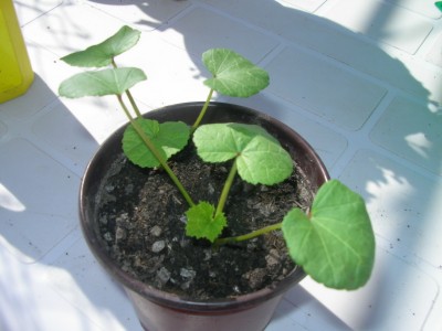 normal_lavatera%20rosa.JPG