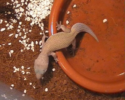 normal_leucistic.jpg
