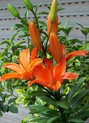 normal_liliun4.jpg