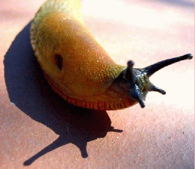 normal_limaco.jpg