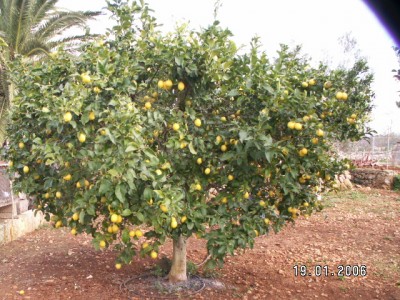 normal_limonero%20generoso%7E0.jpg