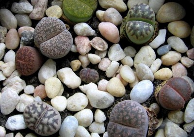 normal_lithops%7E1.JPG
