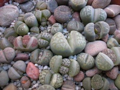 normal_lithops%7E2.jpg