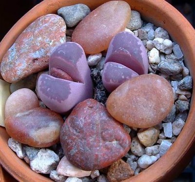 normal_Lithops2.jpg