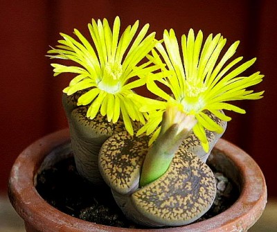 normal_Lithops3.jpg