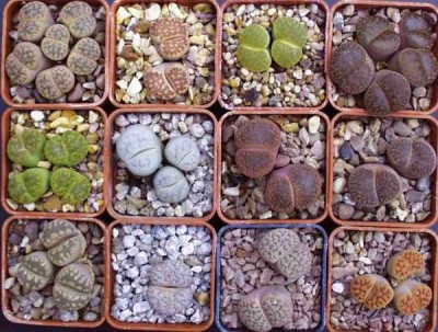 normal_Lithops4.jpg