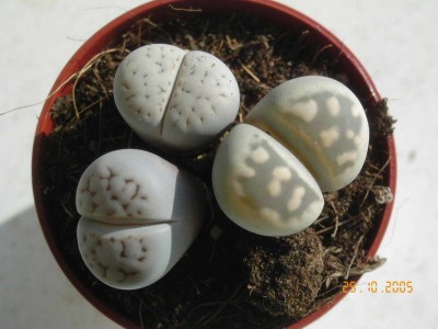 normal_lithops_2.jpg