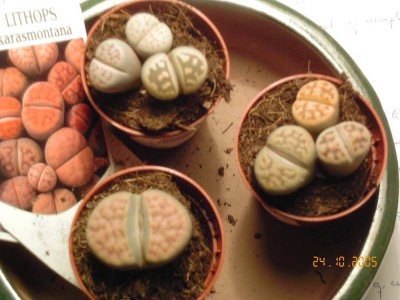 normal_lithops_conjunto.jpg