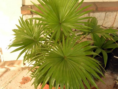 normal_Livistona%20rotundifolia.jpg