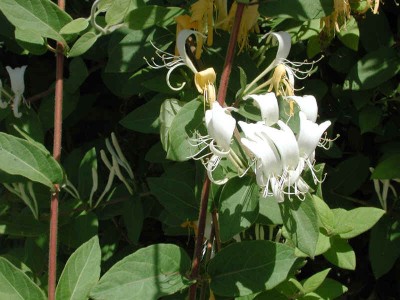 normal_lonicera%20japonica.jpg