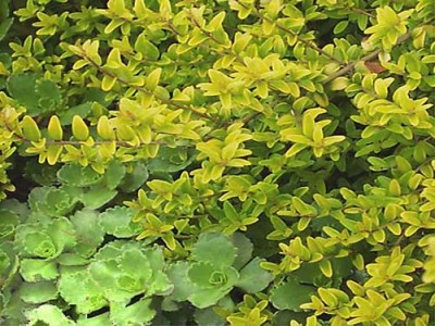 normal_lonicera%20nitida-hojade%20boj.jpg