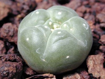 normal_Lophophora%20williamsii.jpg