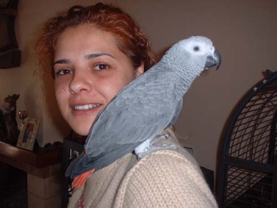 normal_loro2.jpg