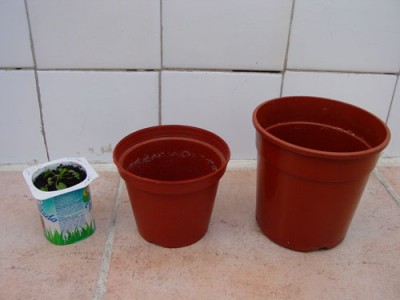 normal_macetas%7E0.jpg