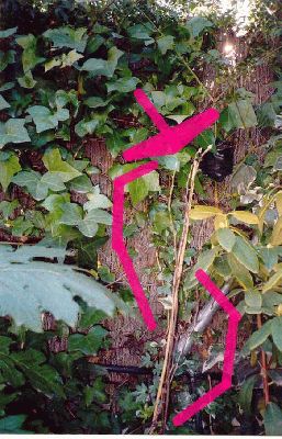 normal_Magnolia%20X%20Soulangiana.jpg