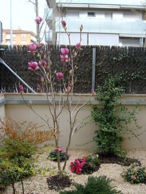 normal_magnolia1.JPG