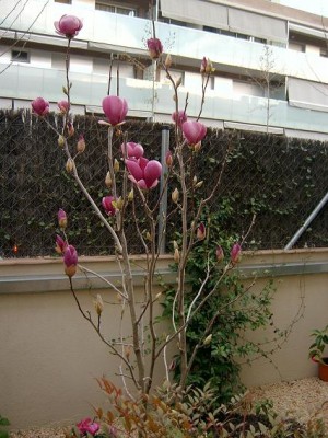 normal_magnolia3.JPG