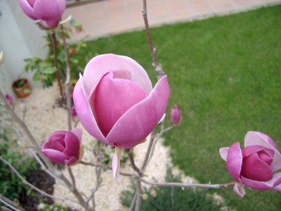 normal_magnolia4.JPG