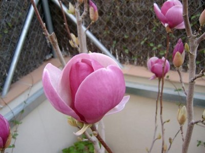 normal_magnolias2.JPG