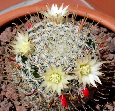 normal_mammillaria%20duwei.jpg