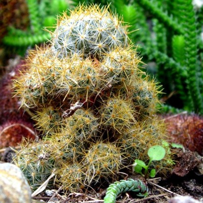 normal_mammillaria%20prolifera.jpg