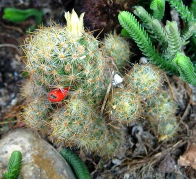 normal_mammillaria%20prolifera2.jpg