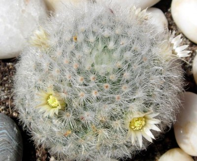 normal_mammillaria%20sp.jpg